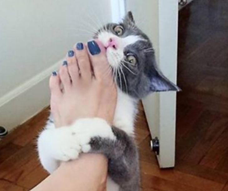 刚回家脱掉鞋子猫咪就跑过来舔主人的脚被迷晕后还做出这动作