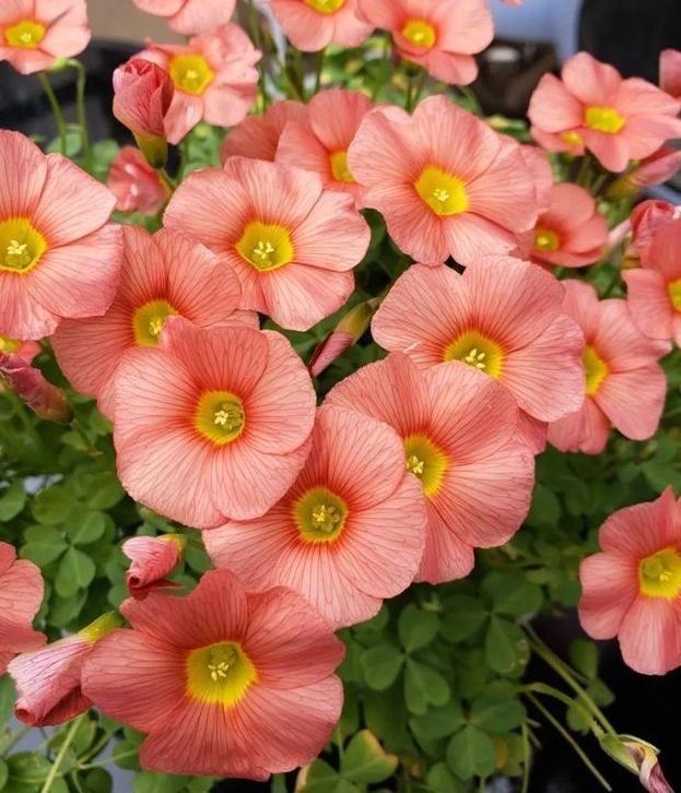 山梨花开得很美,很容易开花,花色很简单,颜色很鲜艳,很精致,包括红,白