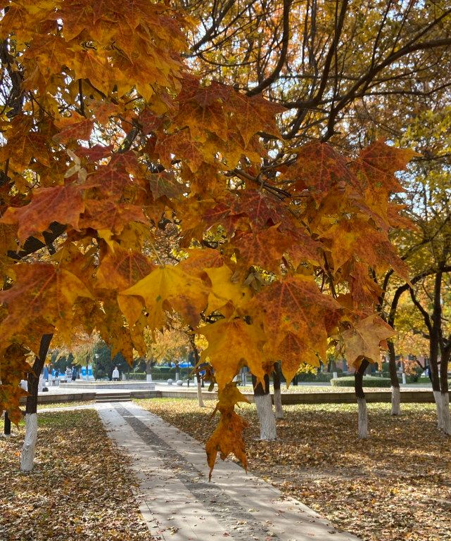 沈阳的秋天树叶落落成毯