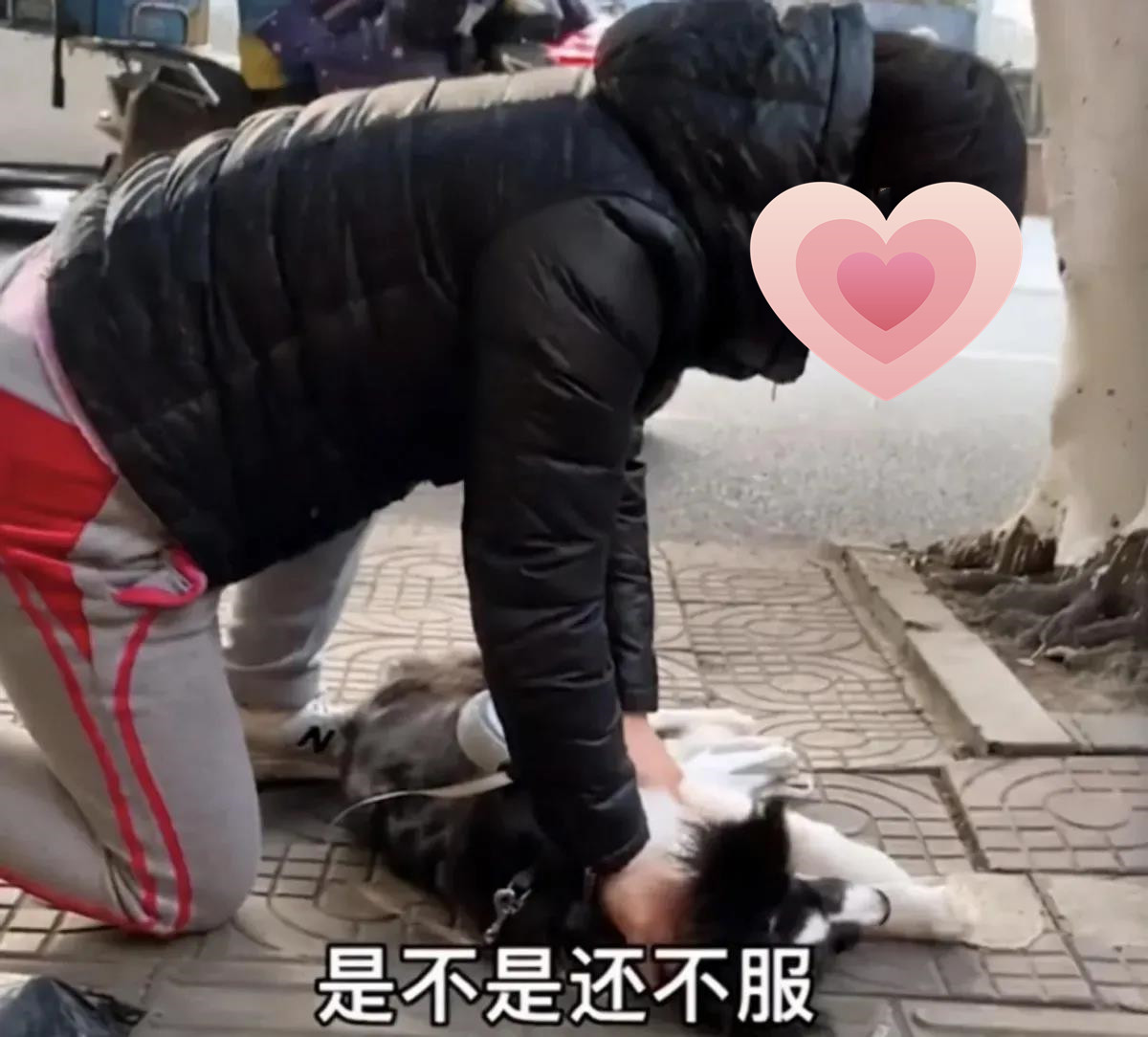 女子遛狗时被自家狗咬了一口，随即将汪按在地上教育：你服不服？休闲区蓝鸢梦想 - Www.slyday.coM