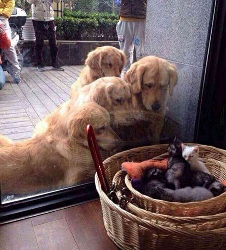 软萌软萌的,一下子就吸引了大金毛,这些小猫咪也不怕这些大狗狗,还和