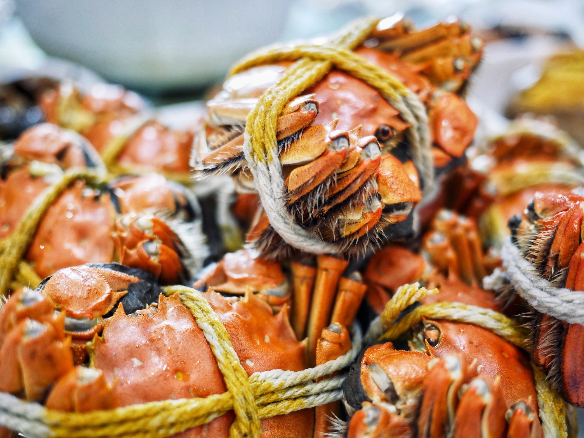 搭舟入湖,随着水面前行,近距离地接近阳澄湖,别有一番滋味.