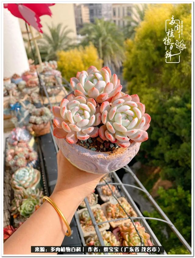 爱丽丝梦游仙境是梦而我站在阳台看多肉是美梦成真