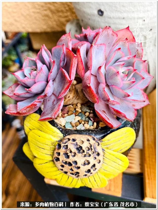 爱丽丝梦游仙境是梦而我站在阳台看多肉是美梦成真