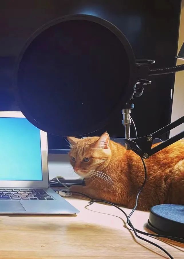 宠ta一心想红的猫咪主播67来啦