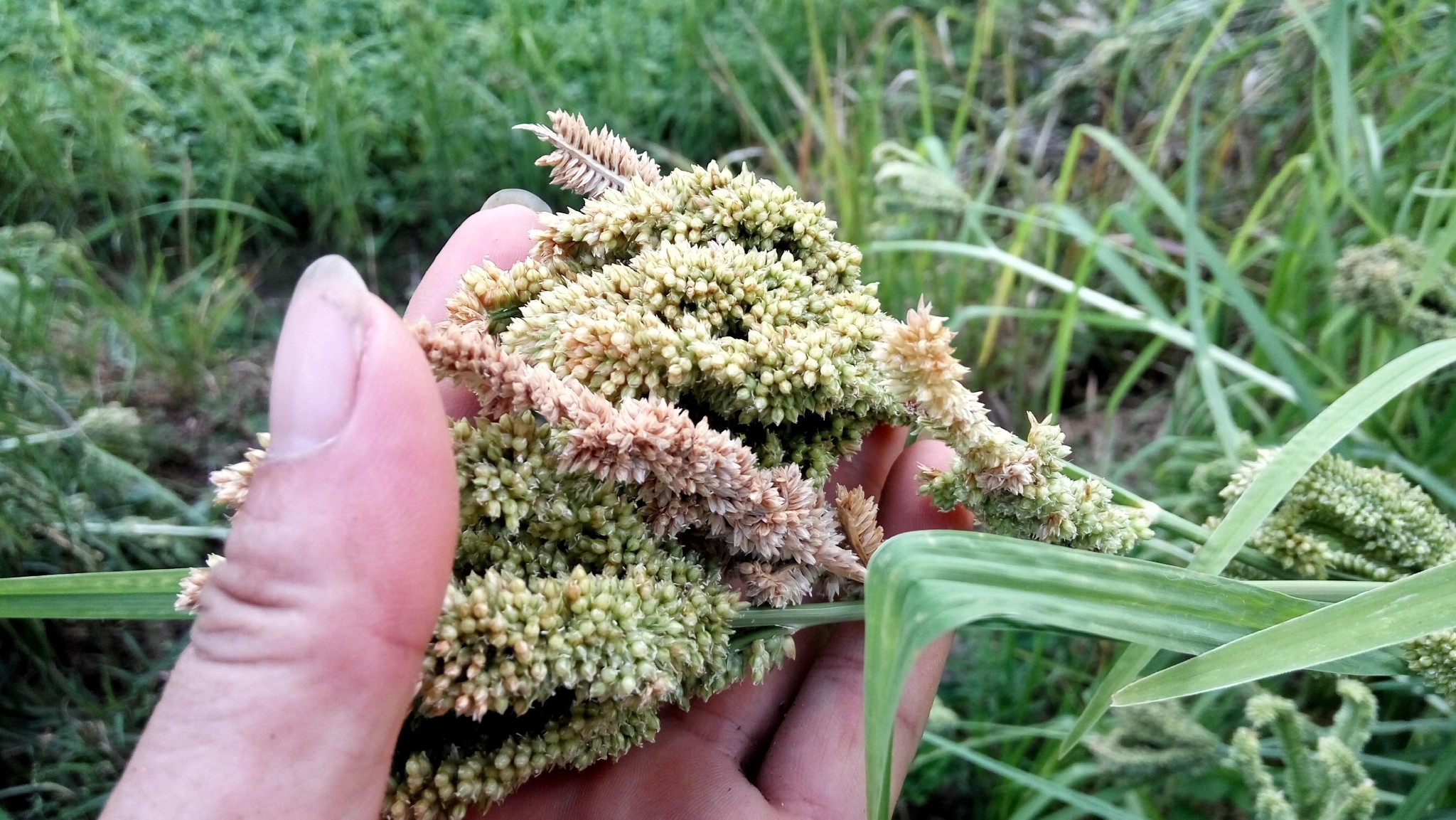 它的叶子像牛筋草,果实被称为"黑珍珠",营养价值高,你认识吗|糁子