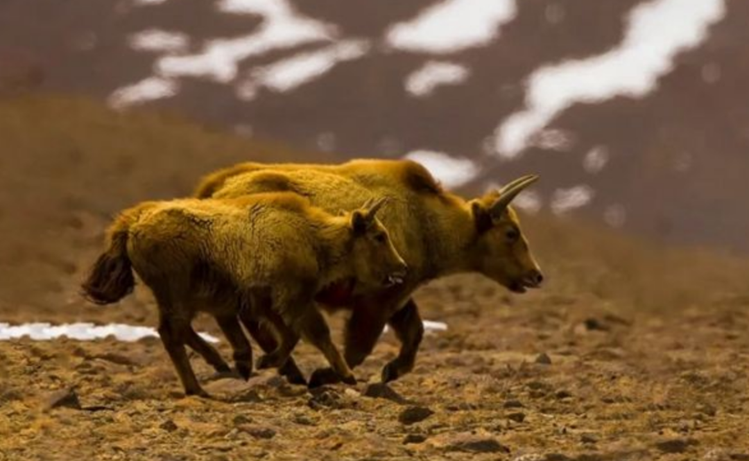 金丝野牦牛全身金黄,没有其他的杂色毛发,牛角和牛蹄有些发白,皮毛