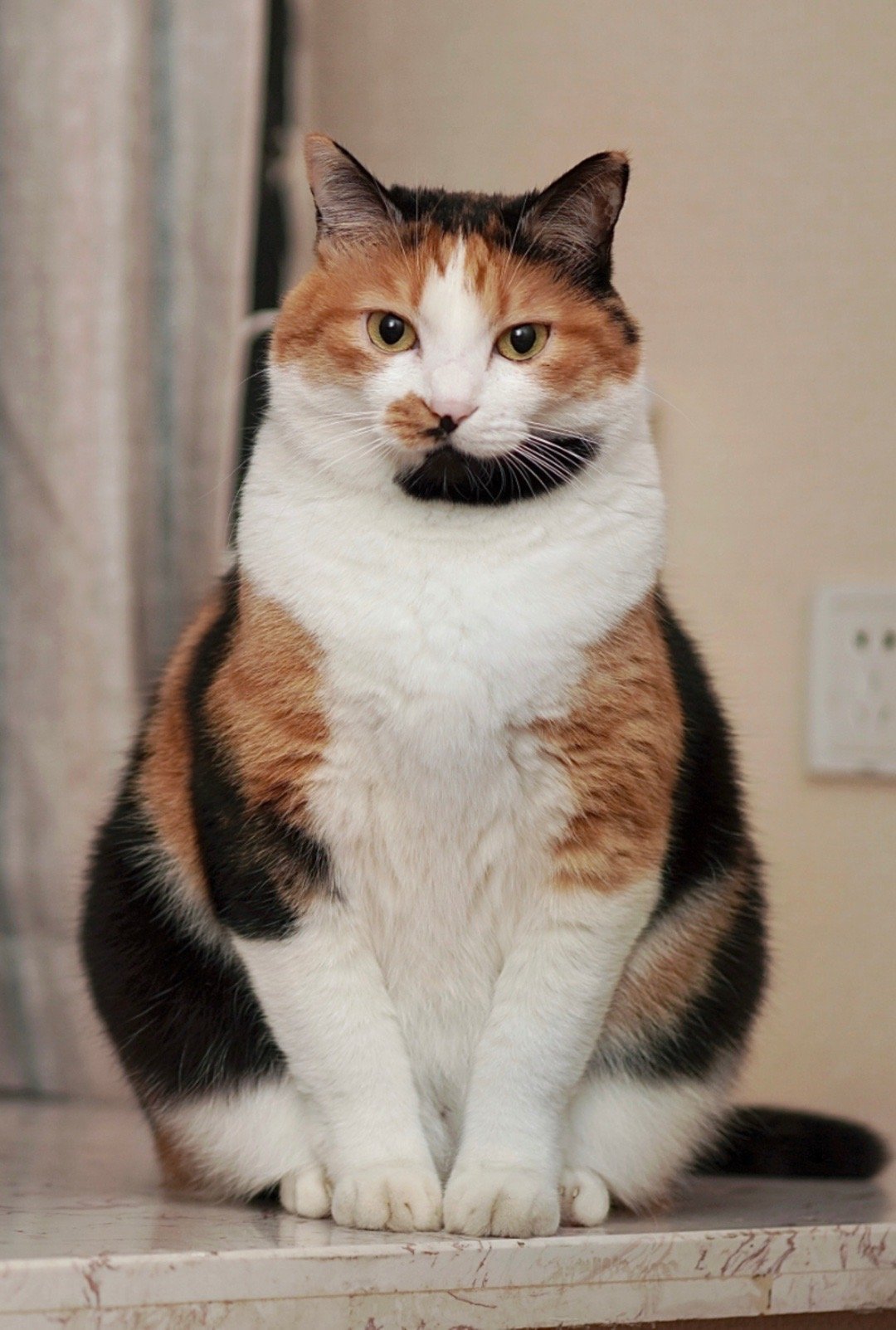 这是猫界谈大事统一坐姿吗你们的猫坐姿是什么样的喔