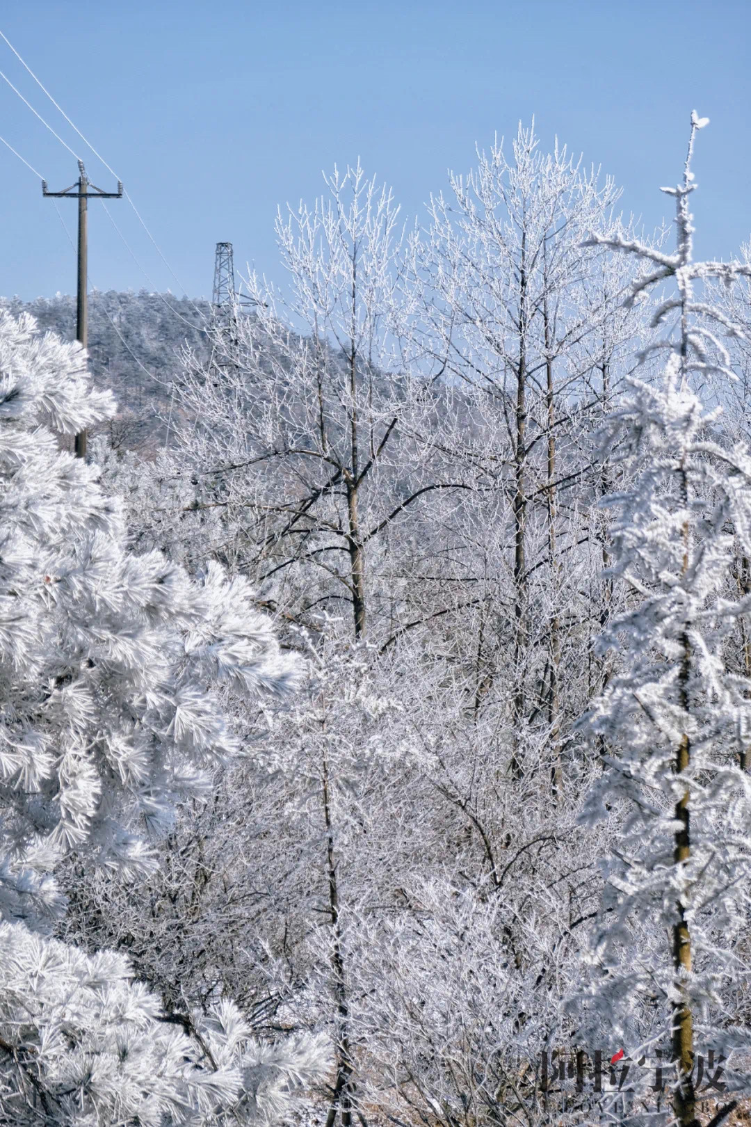 多圖預警│今年冬天的浪漫也是從四明山開始