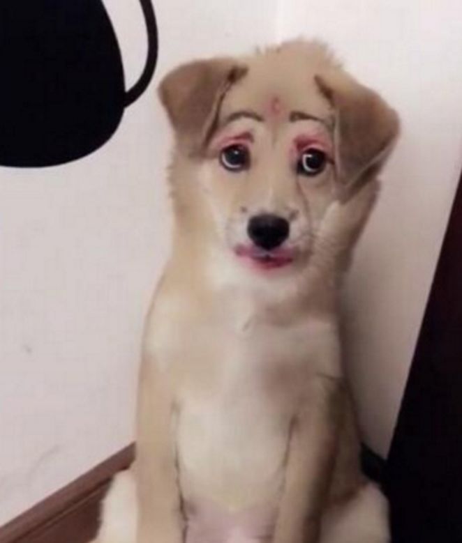 女主人闲来无聊给狗狗化妆,大红唇红眼睛,狗狗的样子