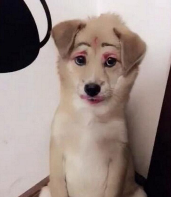 女主人闲来无聊给狗狗化妆,大红唇红眼睛,狗狗的样子笑喷众人|狗狗|唇