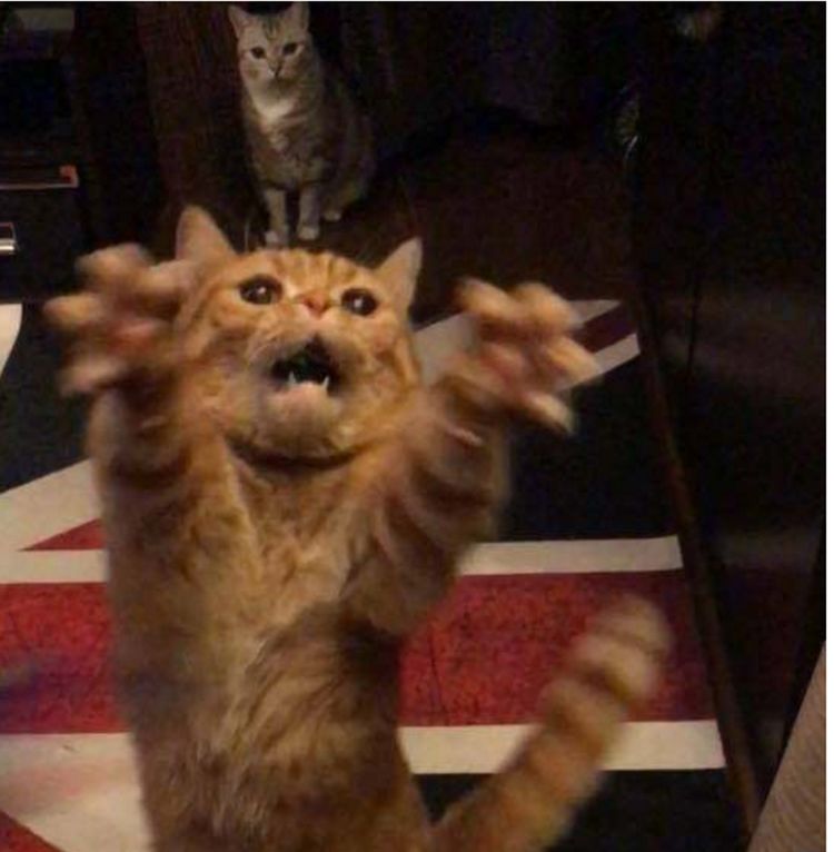 主人逗弄橘猫橘猫气得张牙舞爪网友抓死你个铲屎的