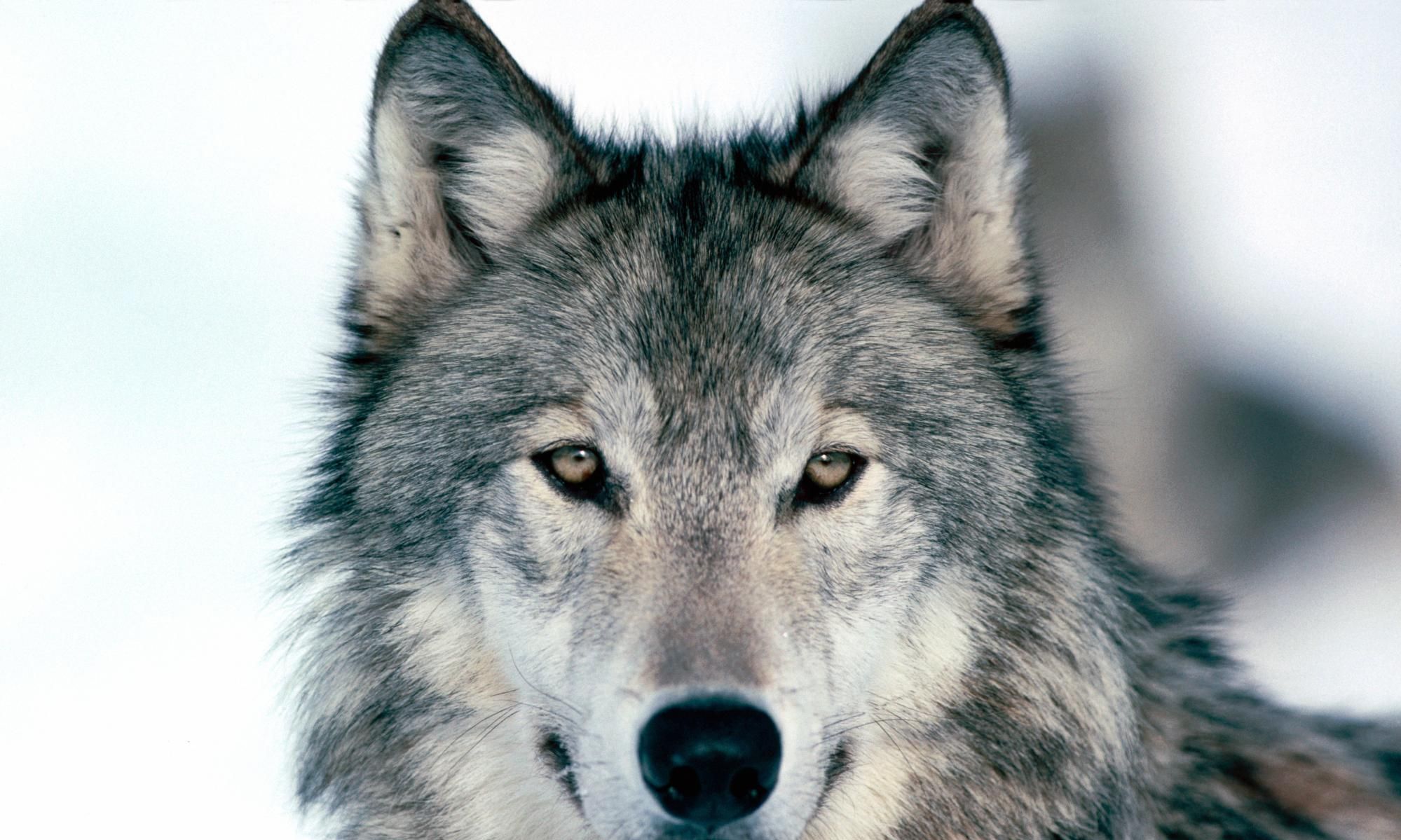 得知一头狼被猎狗咬死后蒙古大汗却悲痛道看来我很快也会去世