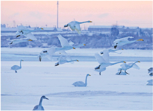 威海荣成:雪中天鹅舞 银装素裹中游弋嬉戏|威海市|冰雪世界_新浪新闻