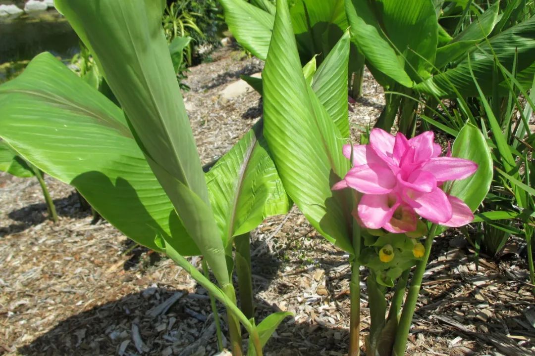 12种姜科的辛香料你用过几个