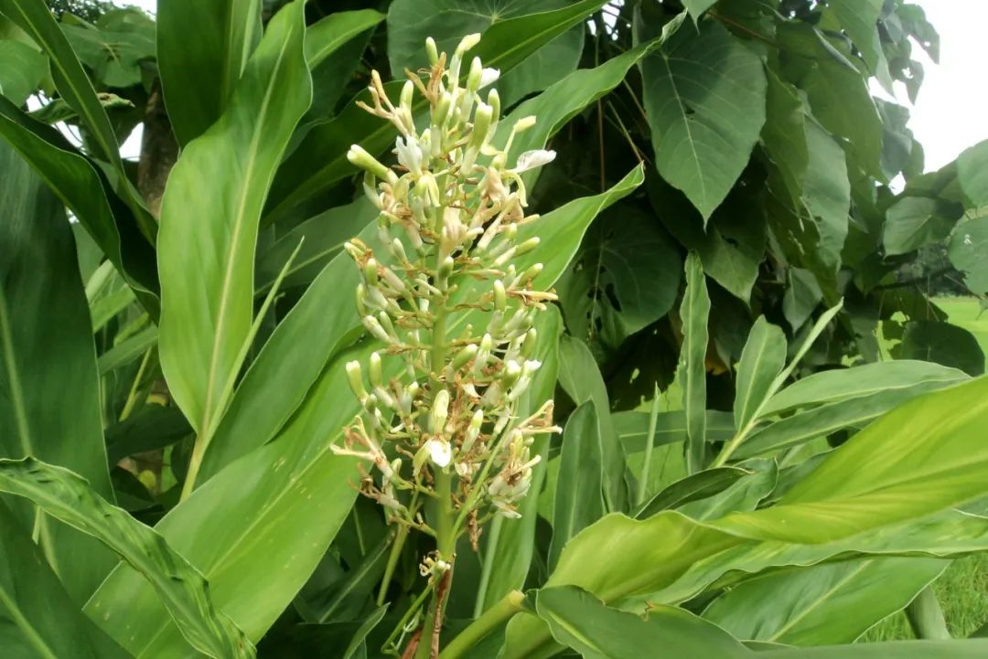 12种姜科的辛香料你用过几个