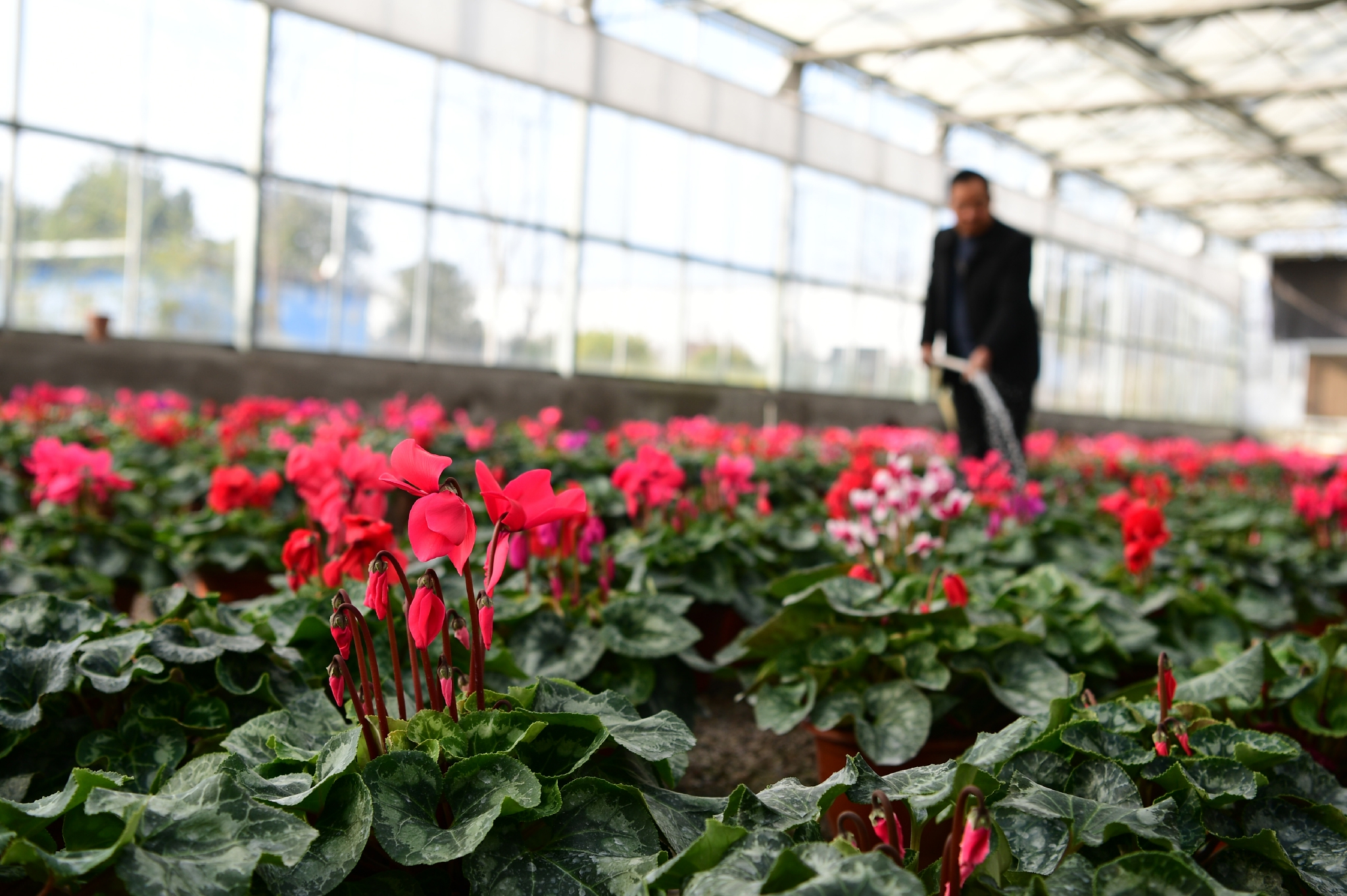 做好 花 样文章助力乡村 美丽经济 花卉 安徽省 肥西县 新浪新闻