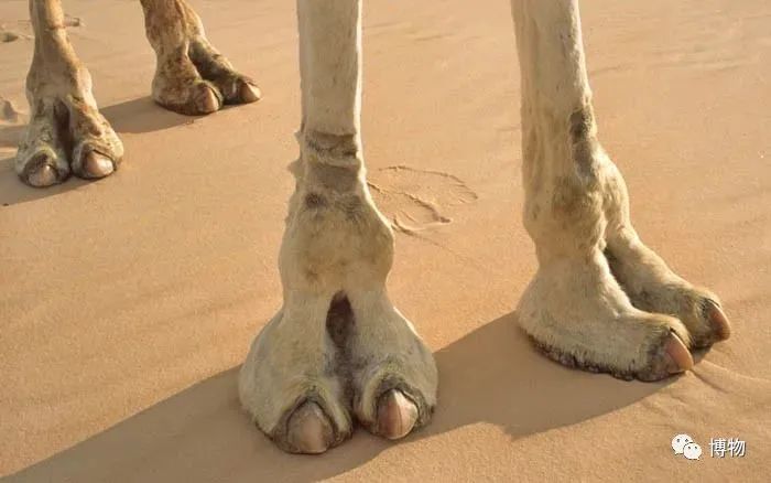 骆驼很耐渴储水位置你绝对想不到