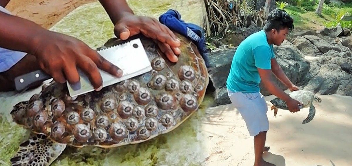 人类会刮藤壶,已经在海洋中传播开了,前来求助者络绎不绝__财经头条