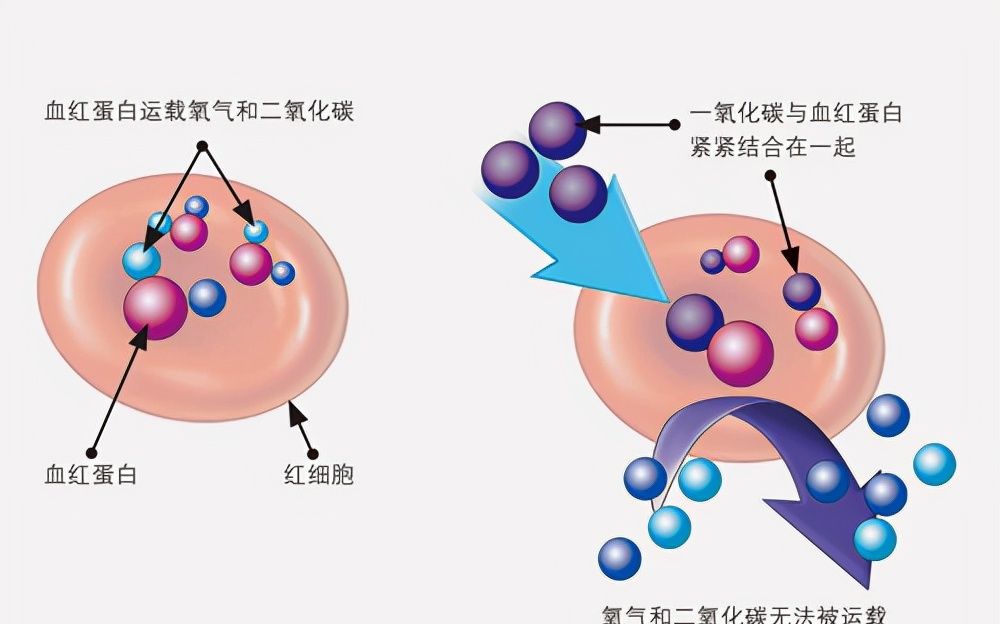 进入人体之后会和血液中的血红蛋白结合,进而使血红蛋白不能与氧气