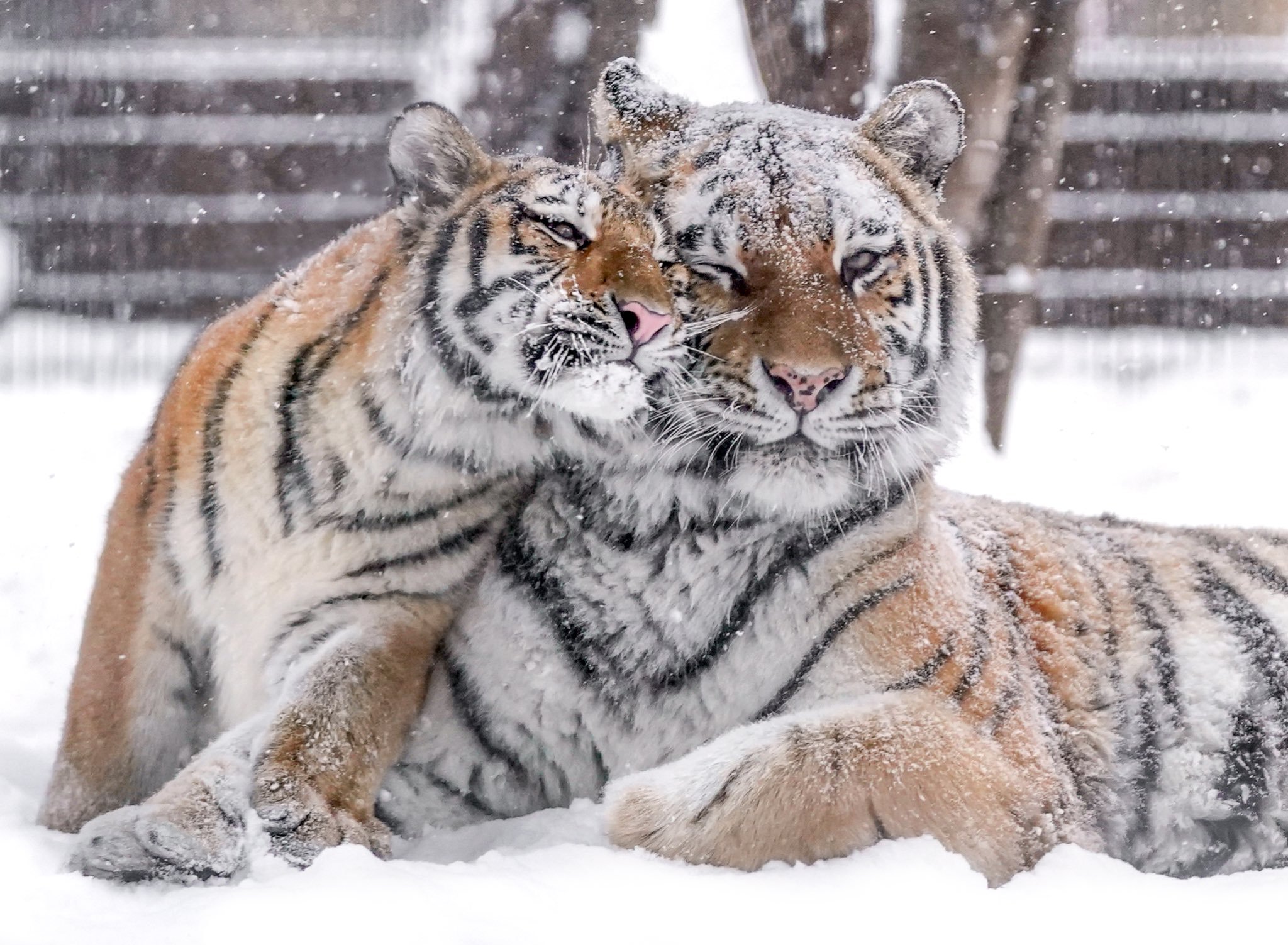 雪中玩耍的虎虎好可爱好有活力