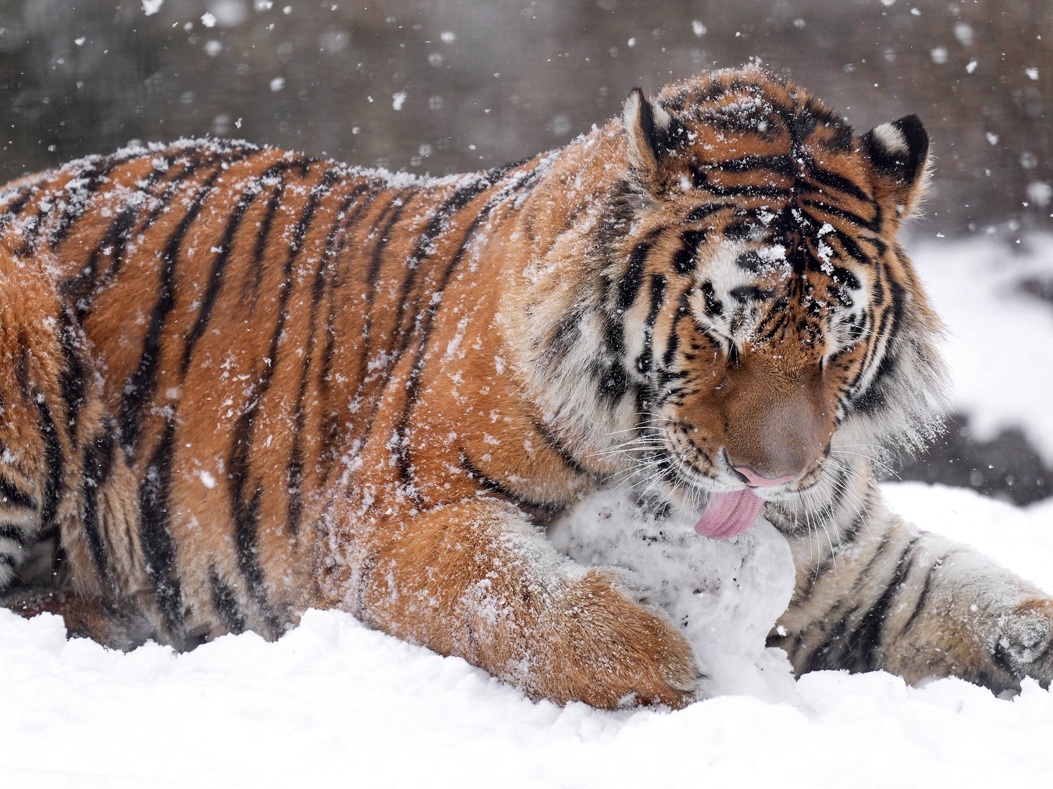 雪堆老虎图片