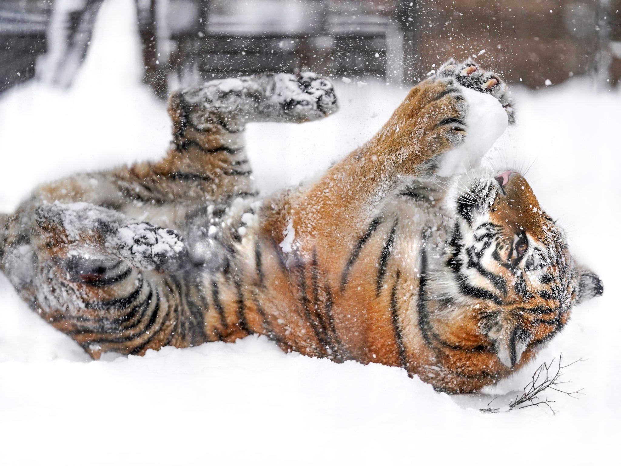 雪堆老虎图片