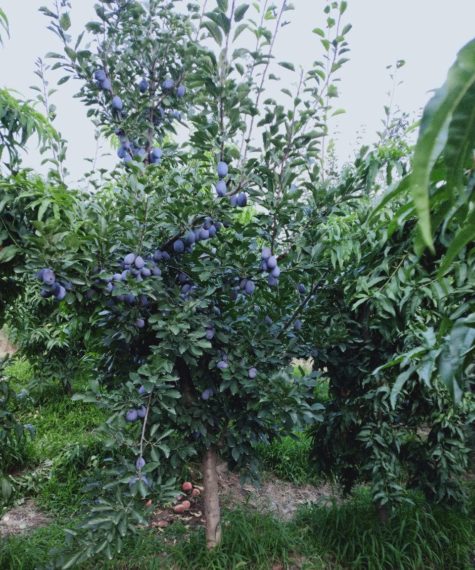 西梅种植是广大果农的又一条出路|西梅|果农|纤维_新浪新闻