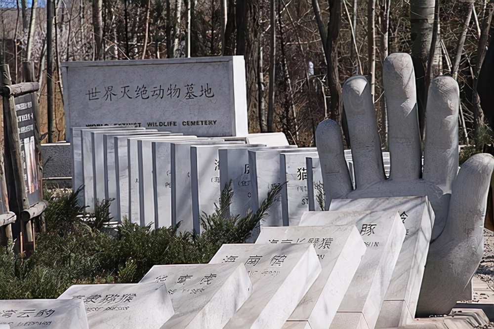 世界灭绝动物墓地在我国,也有不少的野生动物正在遭遇着灭绝的危机,像