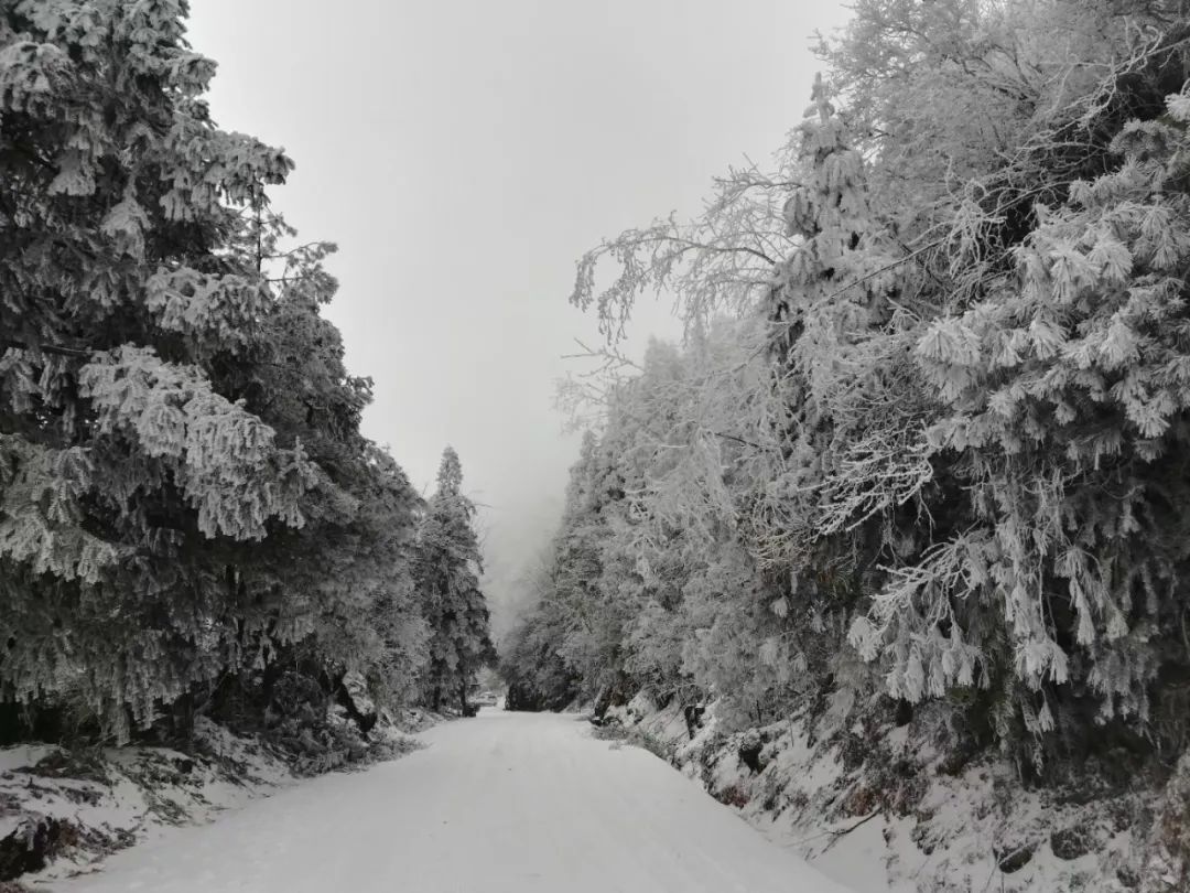 这波寒流很给面广西雪景美爆大明山的雾凇美呆