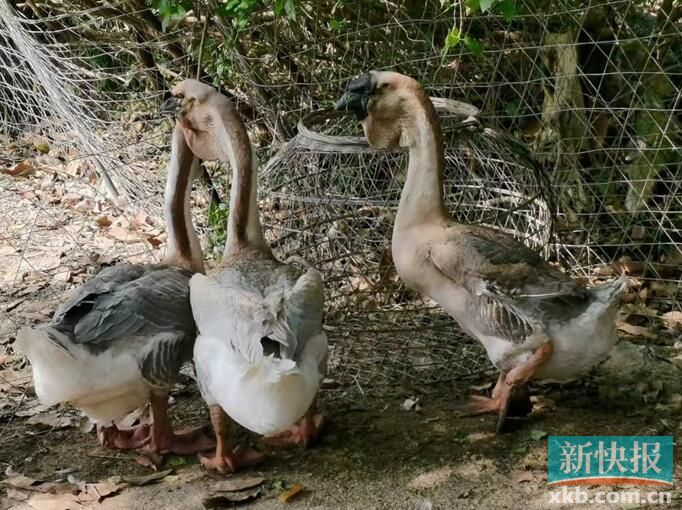 以销促产消费帮扶饶平狮头鹅进中山
