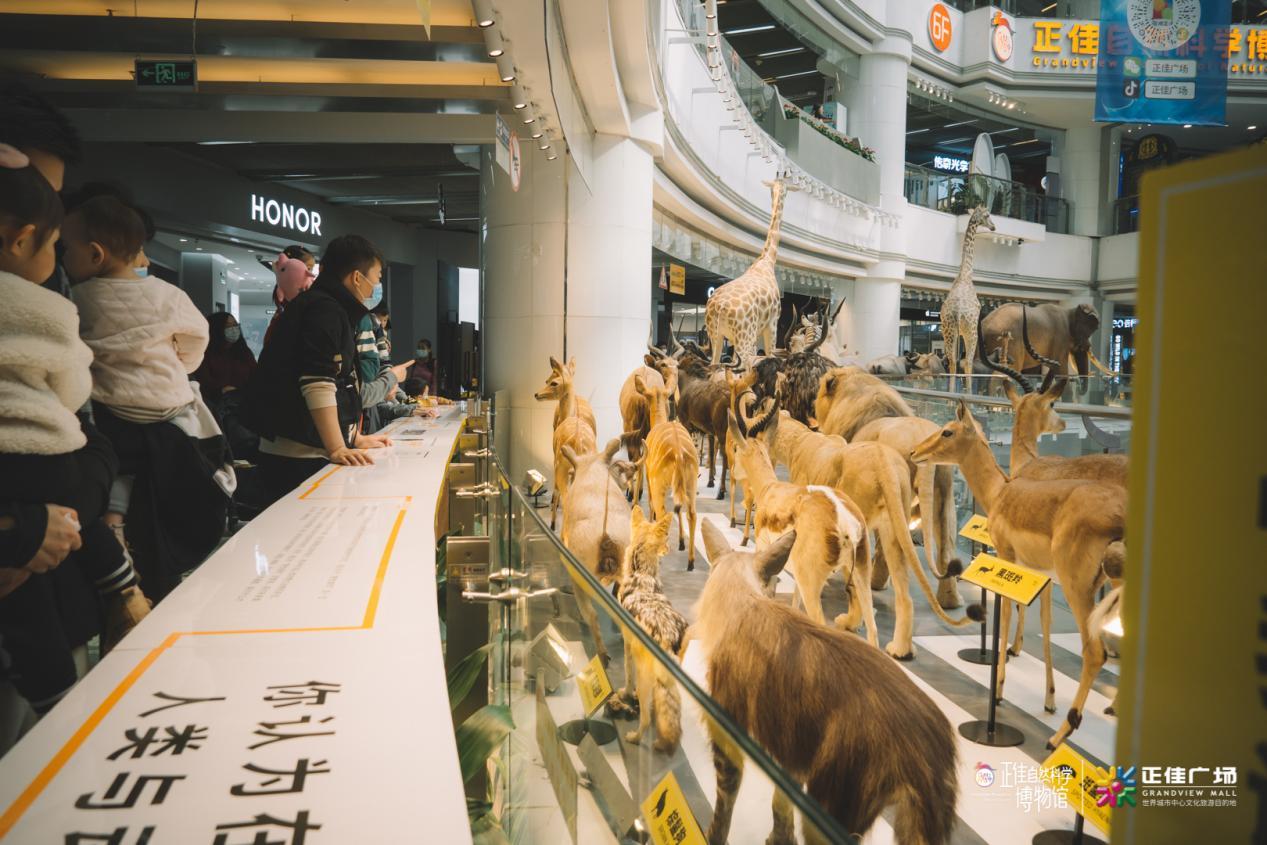 元旦假期去正佳广场偶遇“猛兽” 全新升级“非洲动物标本展”正式亮相休闲区蓝鸢梦想 - Www.slyday.coM