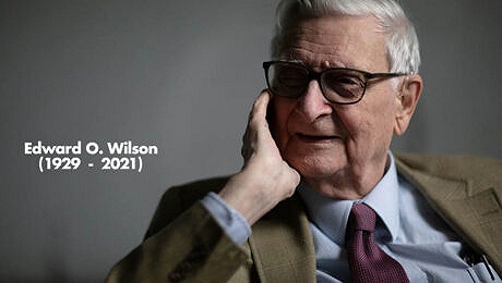 美国生物学家爱德华威尔逊逝世一生从未从喜爱昆虫的童年中走出