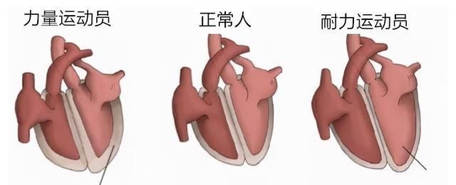 每一位健身肌肉男的身体,都藏着一颗强大的心脏|肌肉男|心脏|心脏肥大