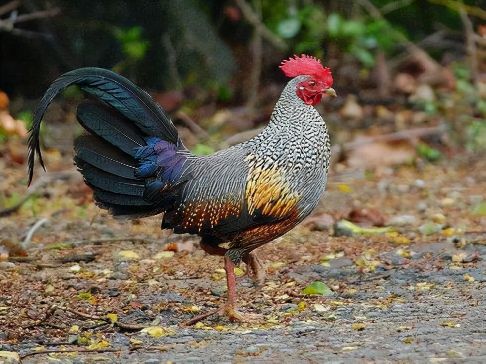 吃一口就坐牢?在野外看到这种鸡千万不要吃休闲区蓝鸢梦想 - Www.slyday.coM 吃一口就坐牢?在野外看到这种鸡千万不要吃休闲区蓝鸢梦想 - Www.slyday.coM