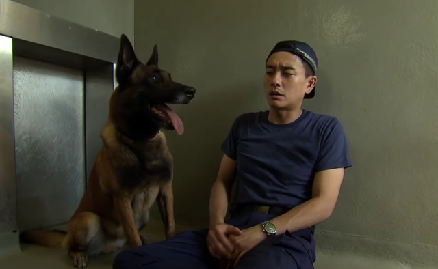 护花危情|警犬巴打|钟嘉欣_新浪新闻