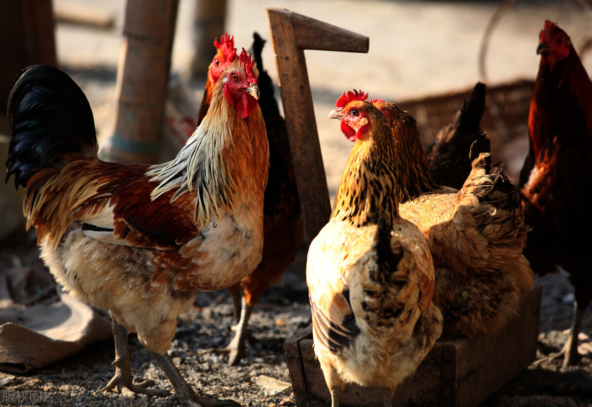 吃一口就坐牢？在野外看到这种鸡千万不要吃休闲区蓝鸢梦想 - Www.slyday.coM