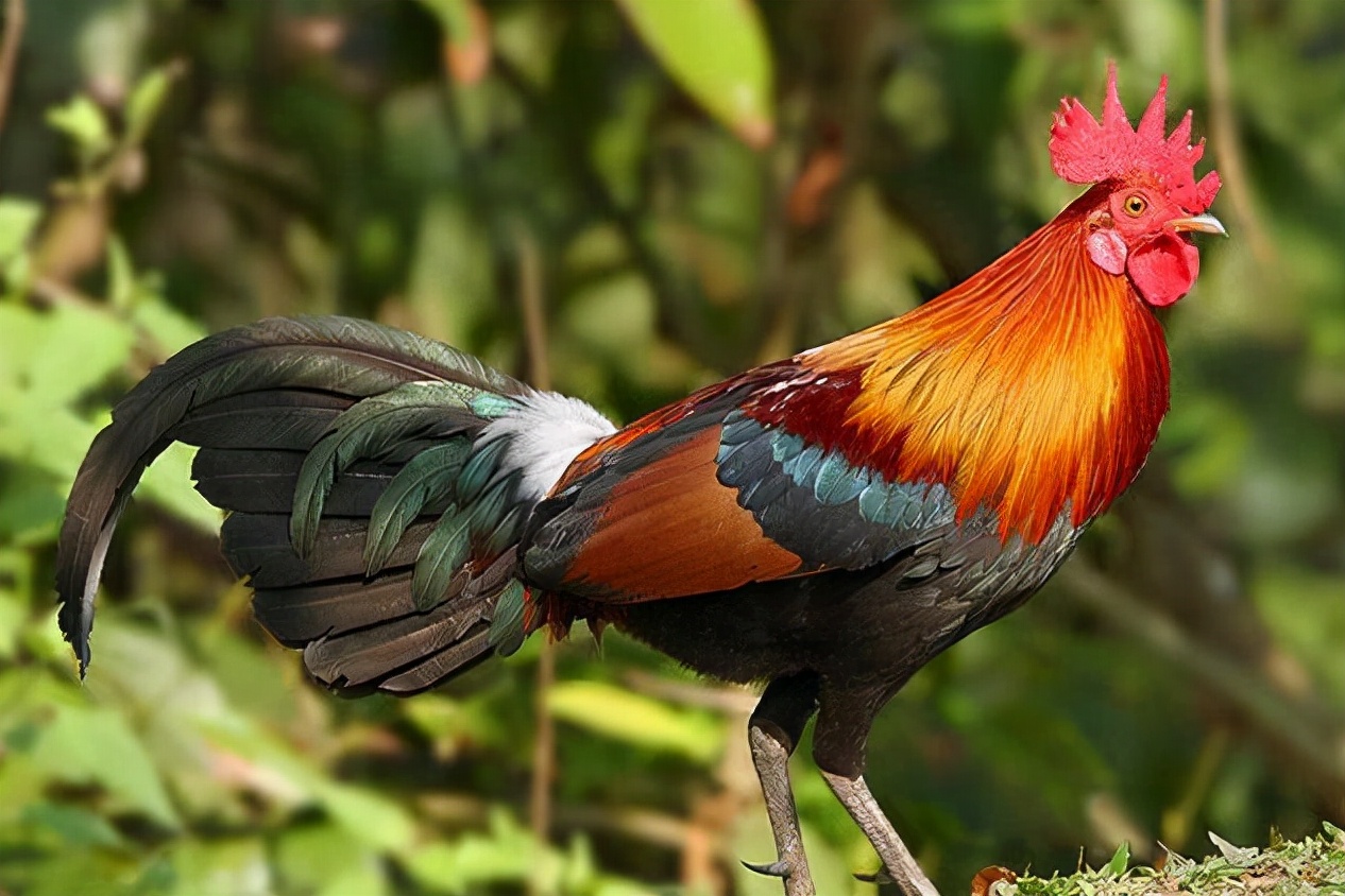 吃一口就坐牢?在野外看到这种鸡千万不要吃休闲区蓝鸢梦想 - Www.slyday.coM 吃一口就坐牢?在野外看到这种鸡千万不要吃休闲区蓝鸢梦想 - Www.slyday.coM