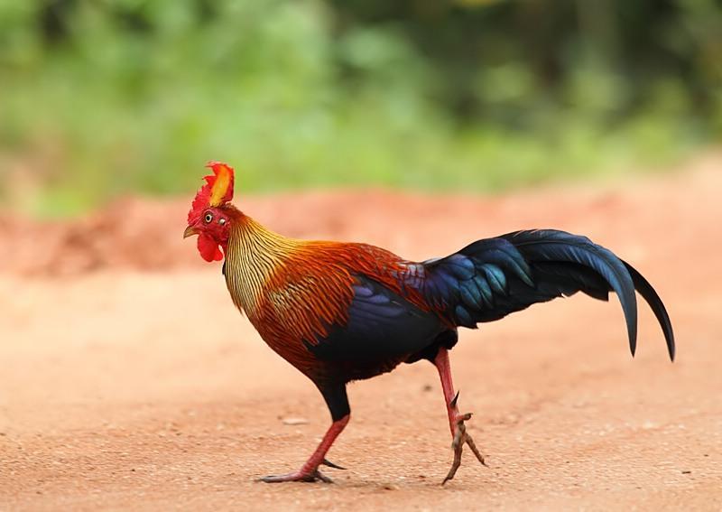 吃一口就坐牢?在野外看到这种鸡千万不要吃休闲区蓝鸢梦想 - Www.slyday.coM 吃一口就坐牢?在野外看到这种鸡千万不要吃休闲区蓝鸢梦想 - Www.slyday.coM