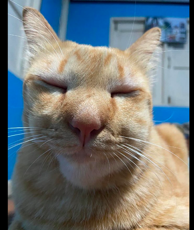 猫被蜜蜂蛰了整张脸都变肿了虽然很心疼我还是不厚道地笑了