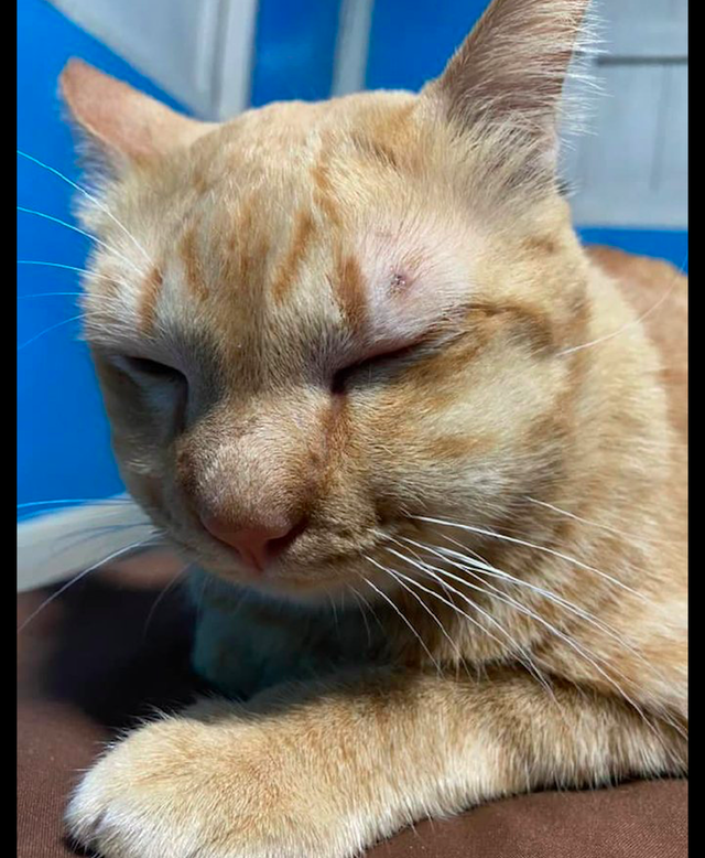 猫被蜜蜂蛰了整张脸都变肿了虽然很心疼我还是不厚道地笑了