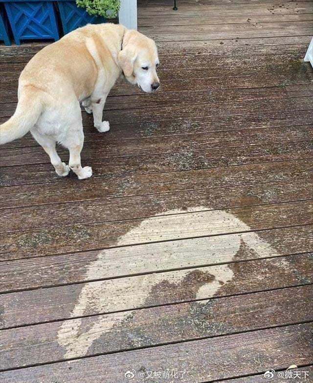在雨中睡着的狗子在地上留下了狗印