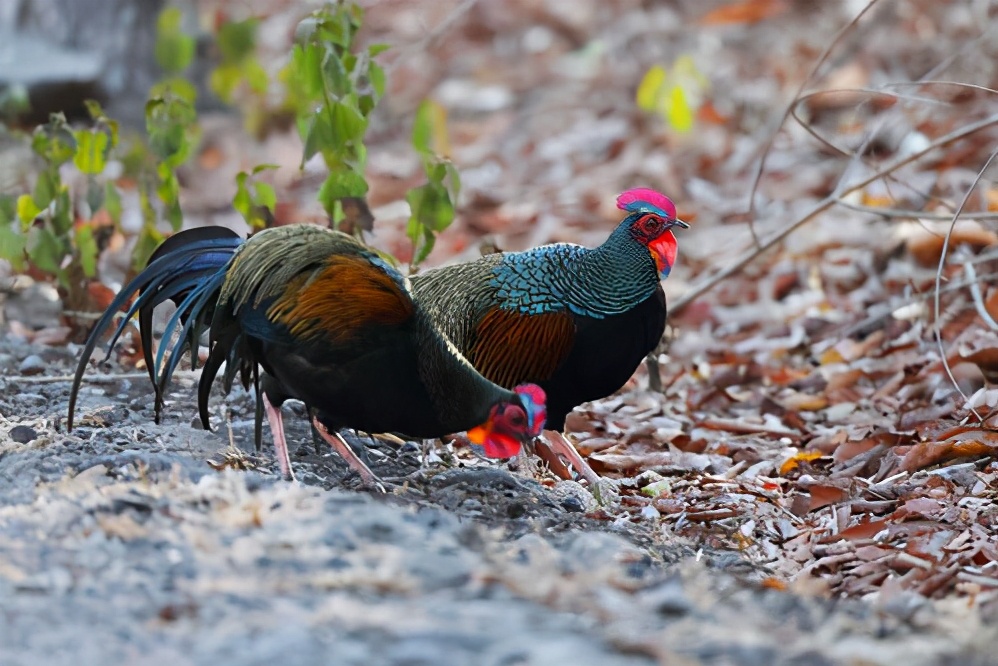 吃一口就坐牢?在野外看到这种鸡千万不要吃休闲区蓝鸢梦想 - Www.slyday.coM 吃一口就坐牢?在野外看到这种鸡千万不要吃休闲区蓝鸢梦想 - Www.slyday.coM