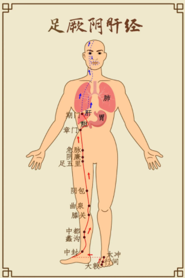 人体肝脾肾三条经络图图片