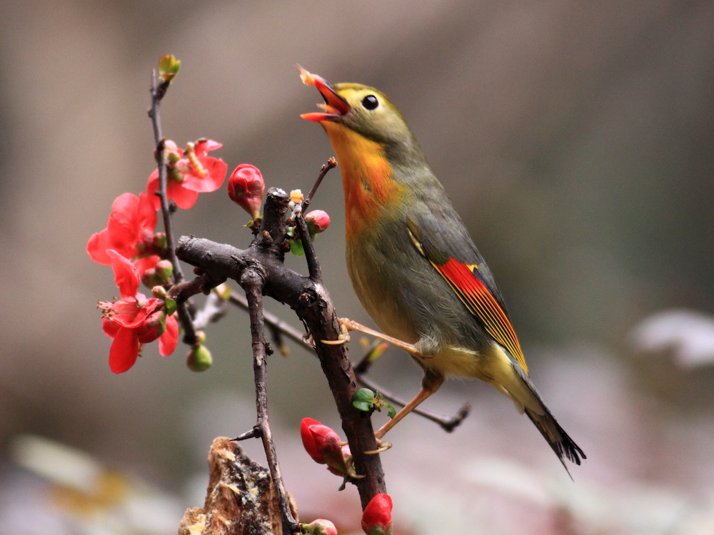 市民在公园发现画眉鸟交易报警养画眉可犯法