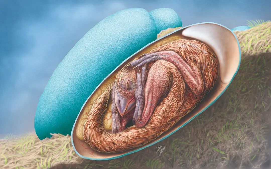 更好地破壳未能形成这种姿势的胚胎孵化失败并死亡的概率较高恐龙蛋3d