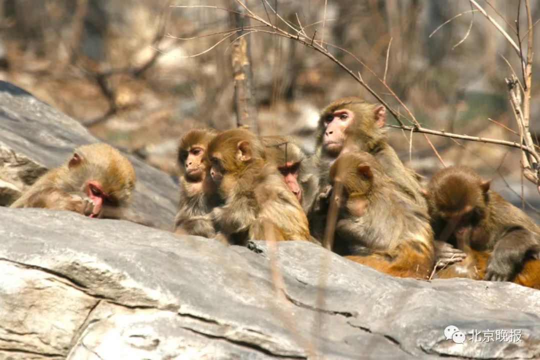 走房顶偷玉米门外一群猴房山十渡出现猕猴近50只