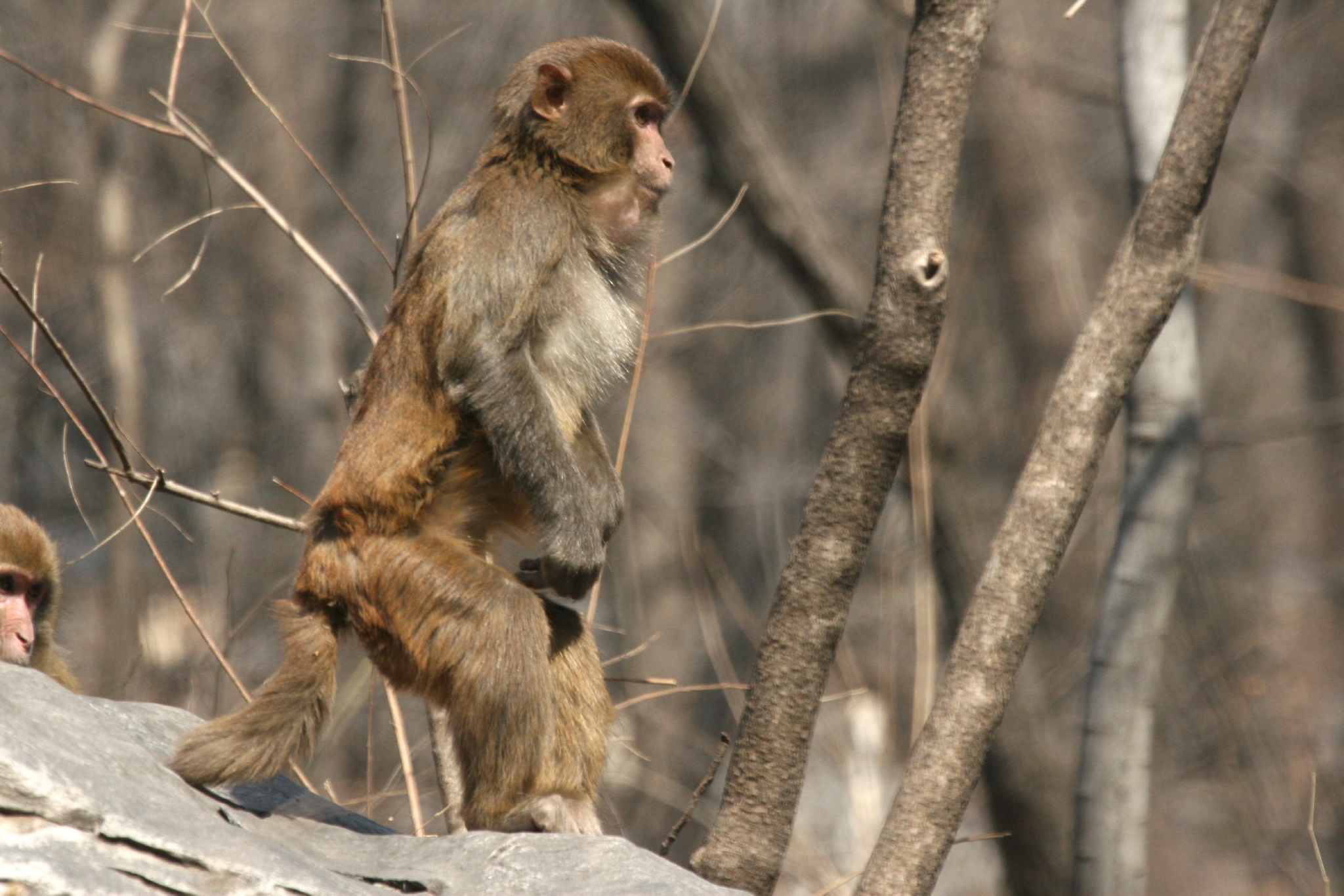 上房晒太阳下地偷玉米房山十渡镇近50只猕猴聚会
