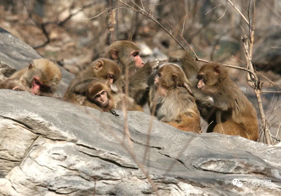走房顶偷玉米门外一群猴房山十渡出现猕猴近50只