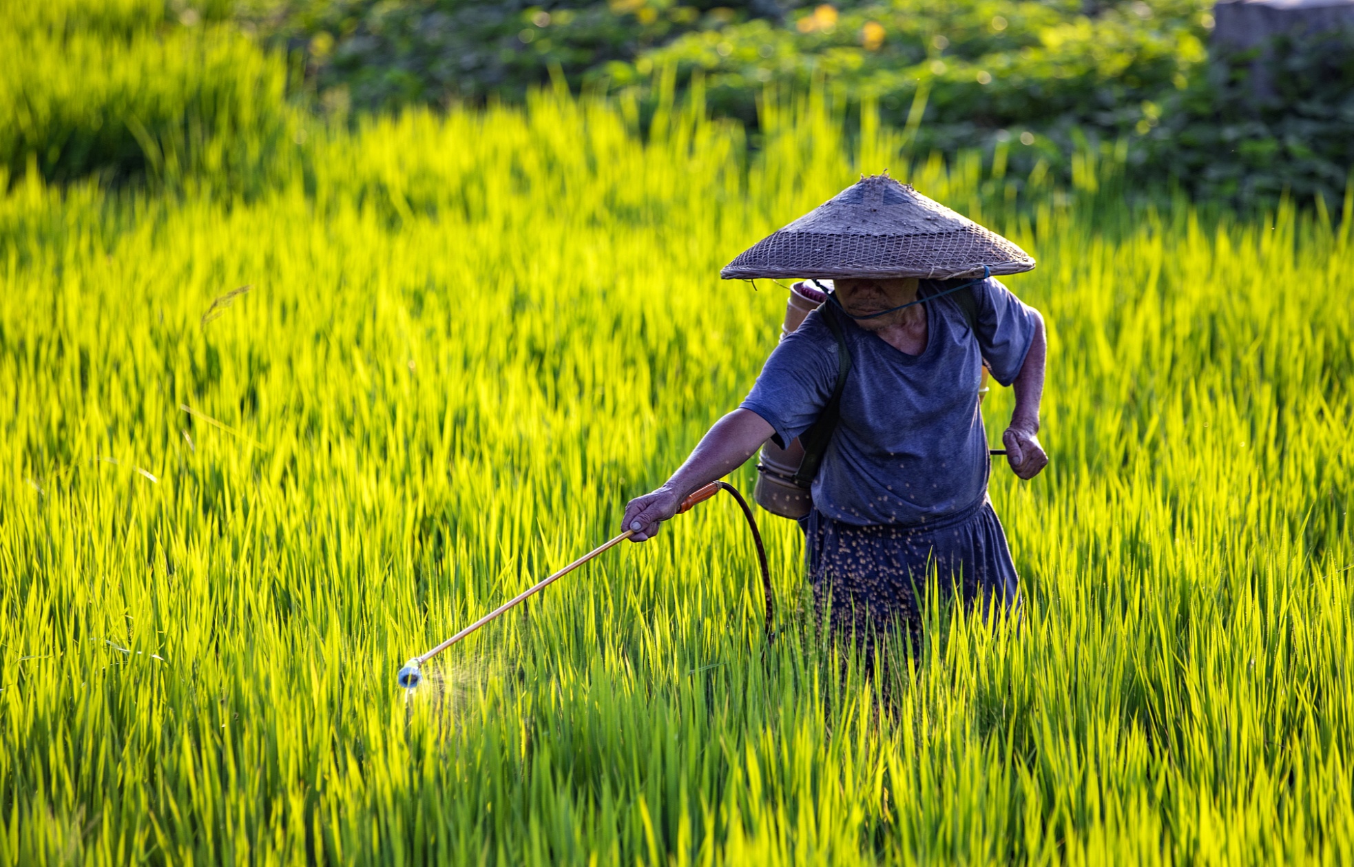100个全国种植业三品一标基地出炉北京三地入选
